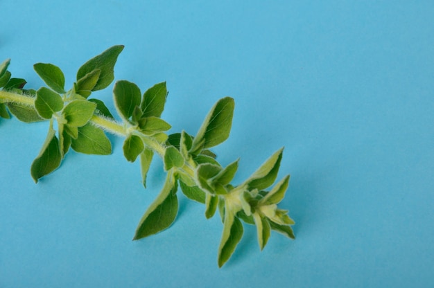 Branch of oregano on a blue background