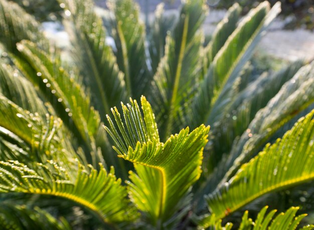 A branch of palm in drops of dew and rain and hoar frost on a Sunny day