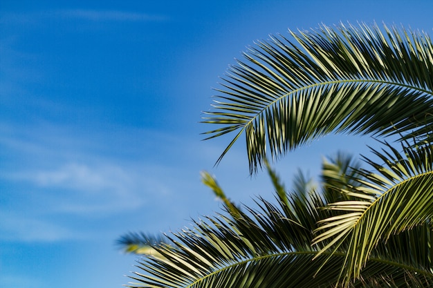 A branch of a palm tree on a blue sky, copyspace