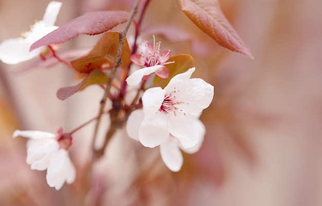 A branch of peach blossoms with pink flowers in spring