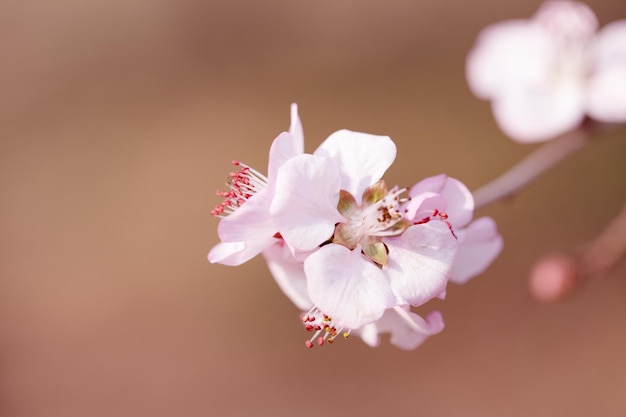 A branch of peach blossoms with pink flowers in spring