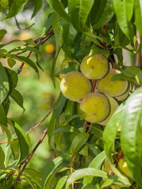 Branch of peach tree with green unripe fruits in the orchard