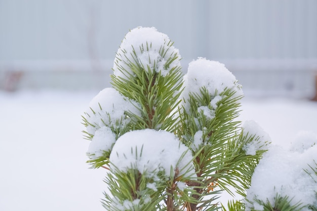 Branch of a pine needle tree snow cap in the winter.