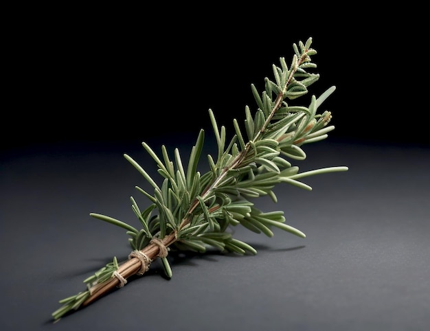 a branch of a pine tree is laying on a table