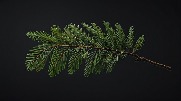 Photo a branch of a pine tree with a black background