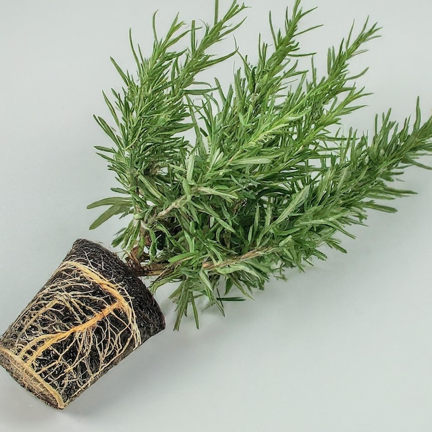 a branch of a pine tree with a brown and black ribbon