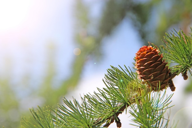 Branch of pine tree with needles and pine cone Cone and needles growing on larch tree in forest Brow