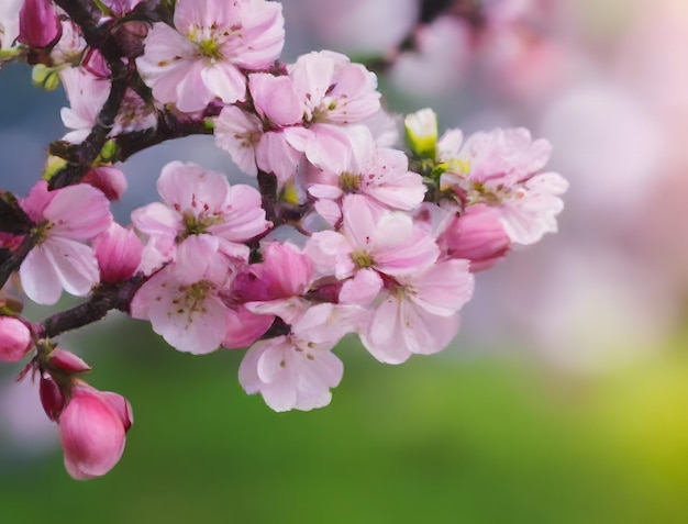 A branch of pink cherry blossoms with the word cherry on it