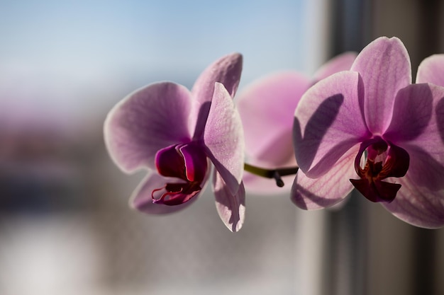 A branch of a pink orchid in a pot on the window