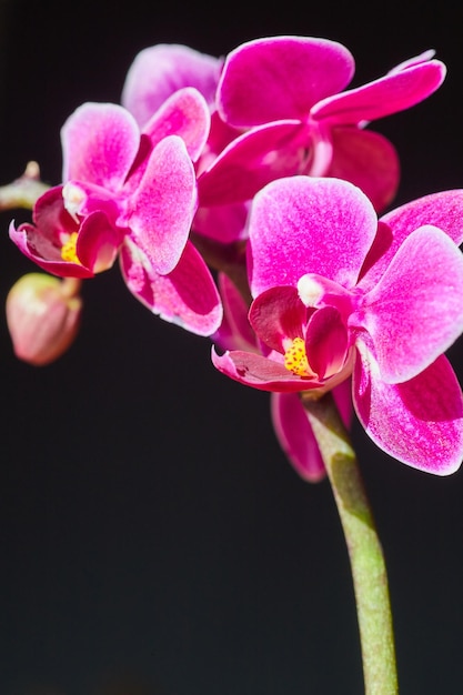 Branch of pink orchids on dark background