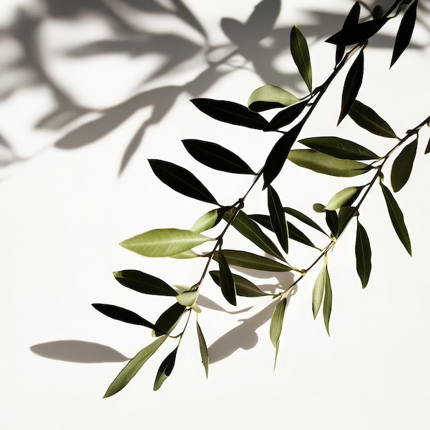 a branch of a plant with green leaves and a shadow on the wall