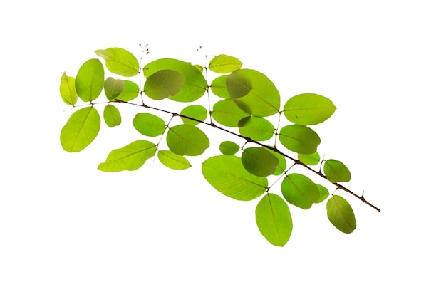 A branch of a plant with green leaves