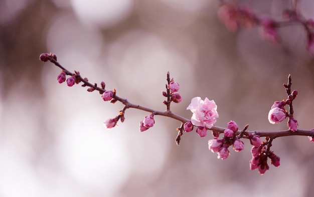 A branch of plum blossoms with pink flowers in spring