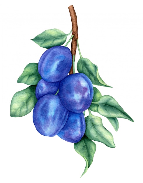 Branch of plums isolated on a white background botanical watercolor illustration