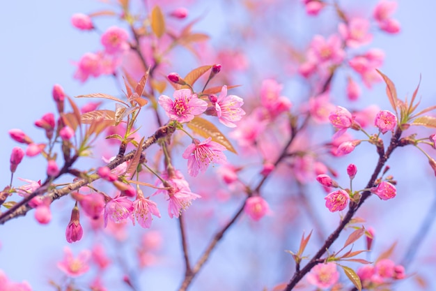 Branch of Prunus Kanzan cherry Pink double flowers and green leaves in the blue sky background