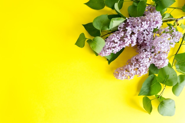 Branch of purple lilac on yellow . Top view, copy .