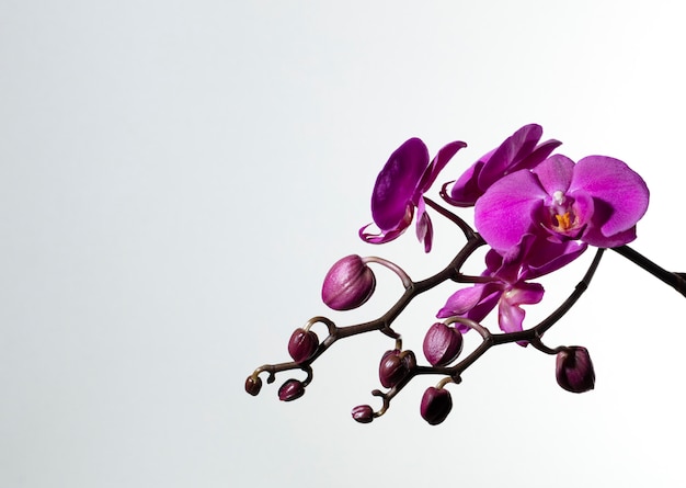 Branch of purple orchids