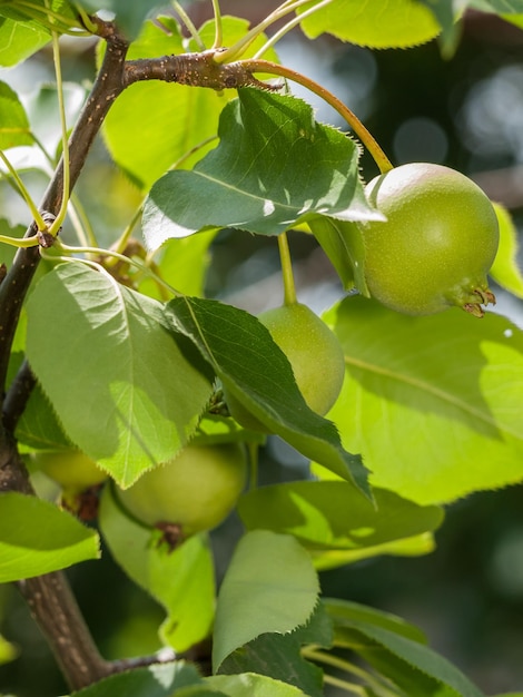 Branch of quince tree with green unripe fruits in the orchard