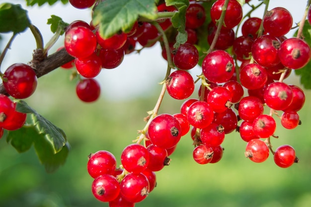 Branch of red currant berries in the garden