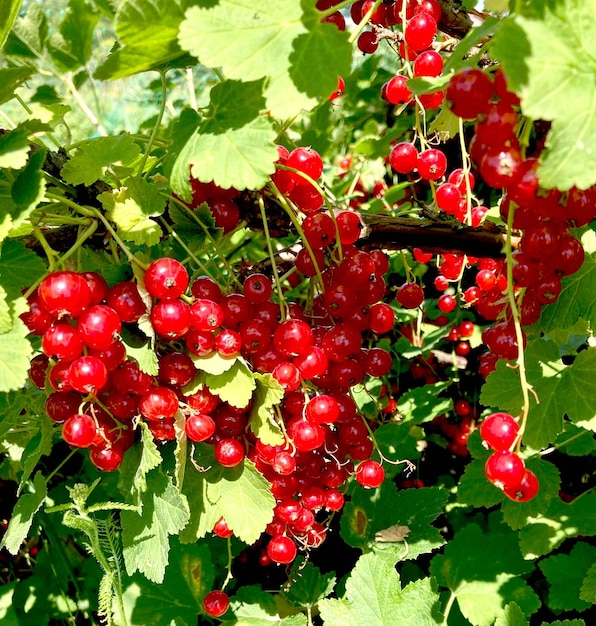 Branch of red currant berry close-up Ribes rubrum. Fruits of the summer season with bright sunlight