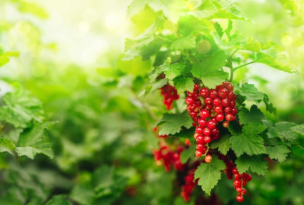 Branch of red currant in the garden with sunny green  background.