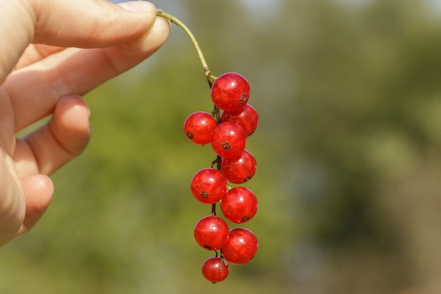 Branch of red currant in human hand