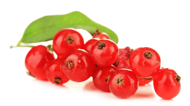 Branch of red currant isolated on white