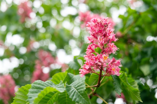 Branch of the red horsechestnut with inflorescence on a blurred background of the rest tree