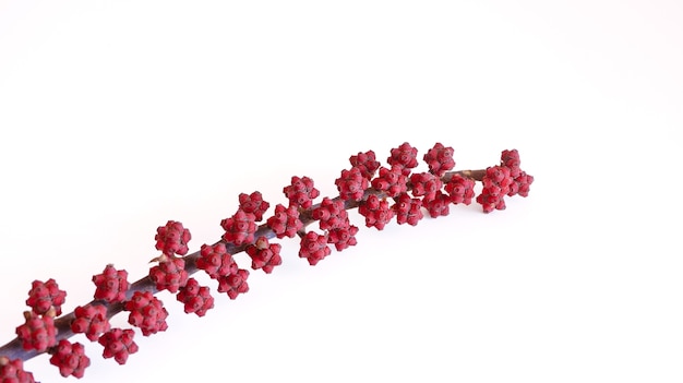 Branch of red tropical tree with red berries on white background