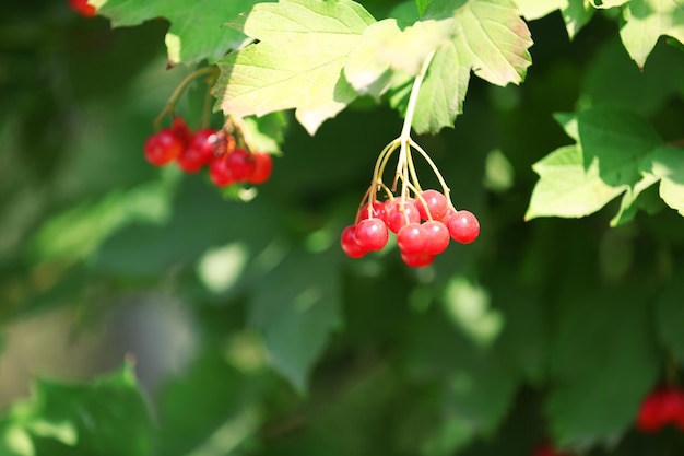 Branch of red viburnum closeup