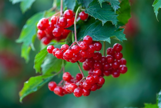 Branch of red viburnum or guelder rose with ripe berries on bush (Viburnum opulus)