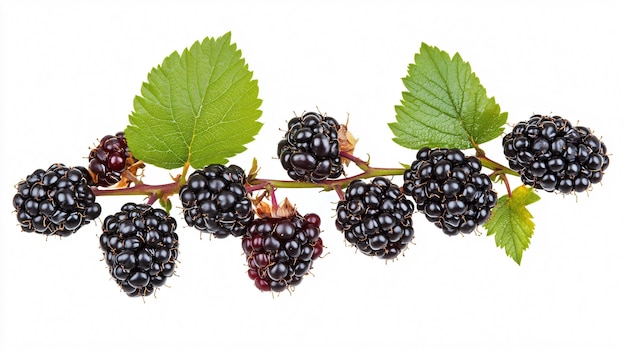 Branch of Ripe Blackberries in a Garden on Green Background