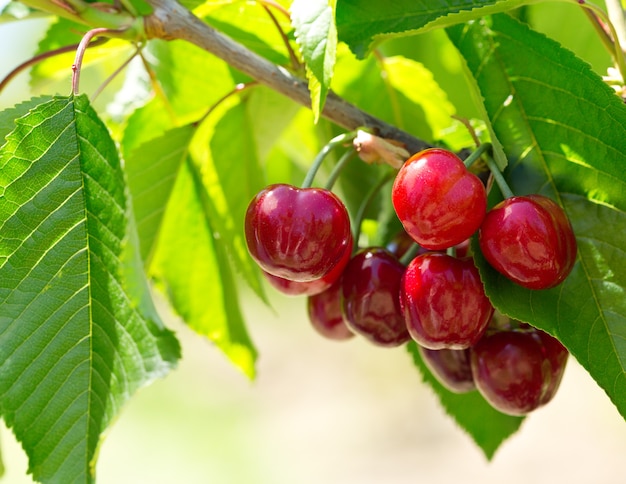 Branch of ripe cherries