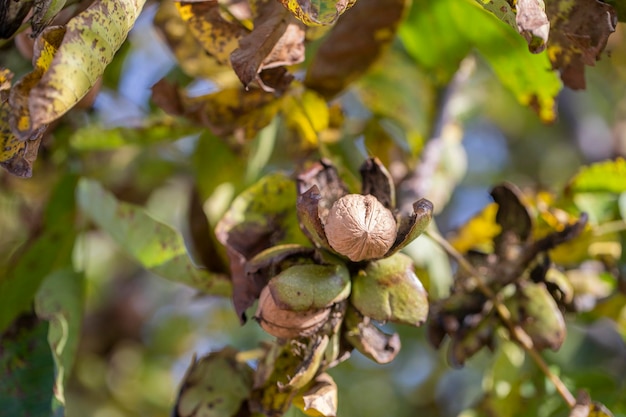 Branch of ripe open walnuts on tree in garden Growing walnuts on the branch of a walnut tree in fruit garden close up