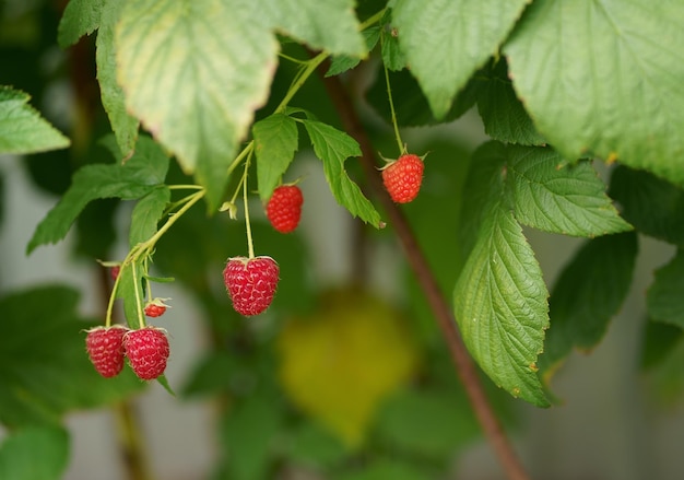 A branch of ripe raspberries in the garden Red sweet berries grow on a raspberry bush in an orchard