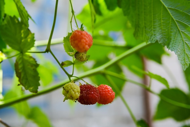 Branch of ripe raspberries in garden Red sweet berries growing on raspberry bush in fruit garden