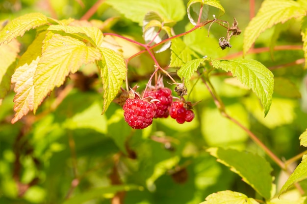 Branch of ripe raspberries in a garden