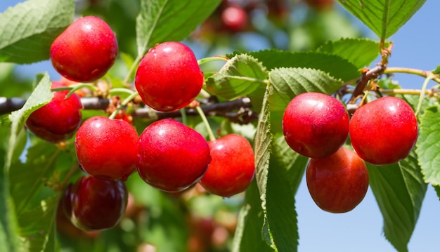 Branch of ripe red cherries on a tree in a garden Ripe red cherries on a tree in a garden