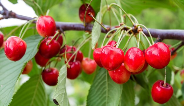 Branch of ripe red cherries on a tree in a garden Ripe red cherries on a tree in a garden