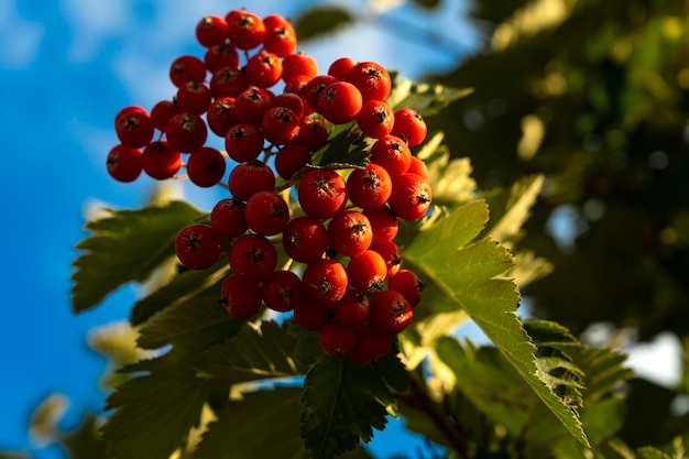 A branch of ripe rowan. Red berries.