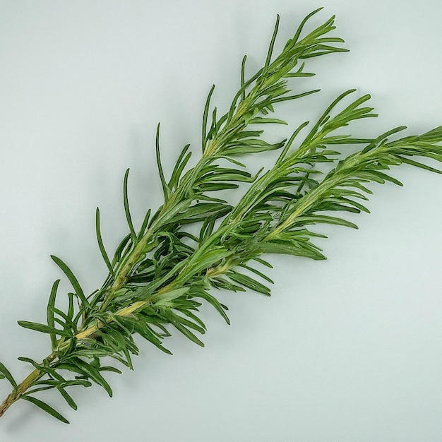 a branch of rosemary is shown with a green sprig of rosemary