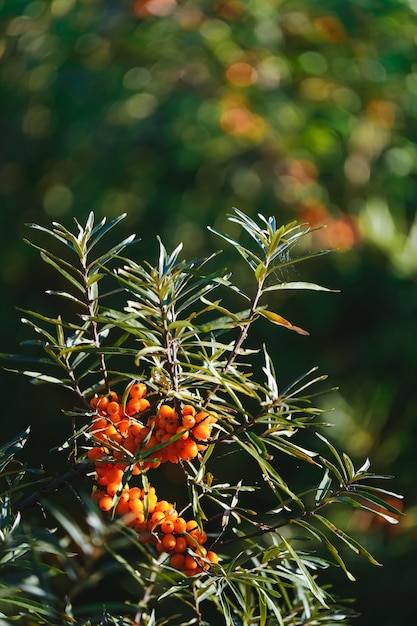 Branch of sea buckthorn berries in bright sun on blurry greenery ackground