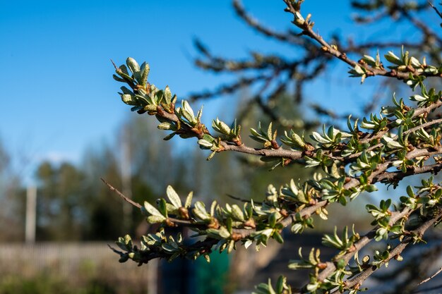 Branch of sea buckthorn tree close-up