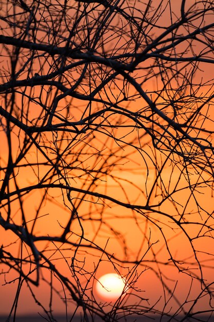 Branch silhouette sunset