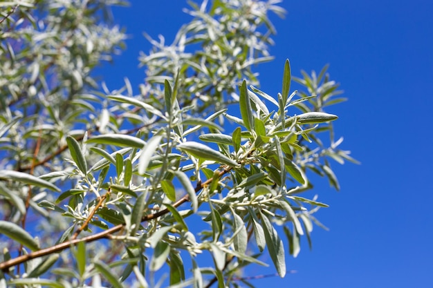 A branch of a silver loch tree against the blue sky on a summer day ornamental trees and shrubs