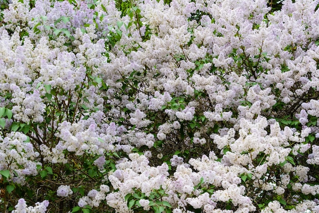 A branch of sirens on a tree in a garden, park. Beautiful flowering flowers of lilac tree at spring. Blossom in Spring. Spring concept. Crown Avenue. Volga Embankment in Ulyanovsk, Russia.