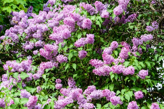 A branch of sirens on a tree in a garden, park. Beautiful flowering flowers of lilac tree at spring. Blossom in Spring. Spring concept. Crown Avenue. Volga Embankment in Ulyanovsk, Russia.