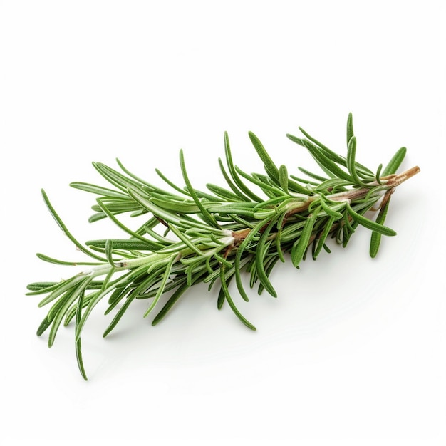 a branch of a sprig of rosemary is shown on a white background