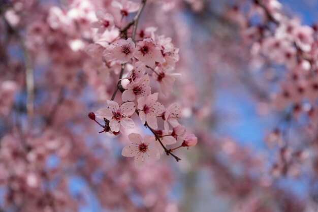 branch spring, details of cherry blossoms with beautiful pink petals.