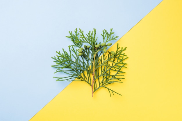 Branch thuja on yellow background with copy space.